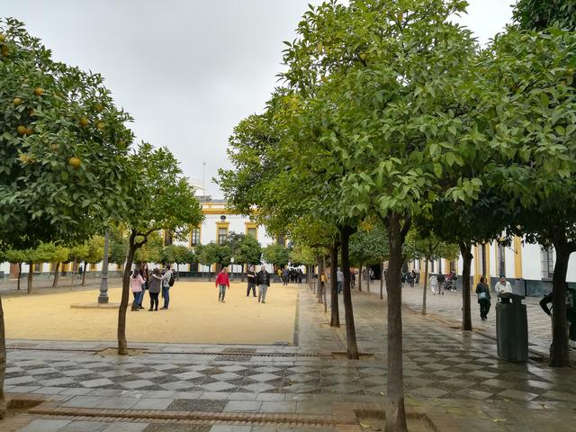 Sevilla, bajo la lluvia de otoño - Blogs de España - Día uno: Llegada y paseo por la judería (6)