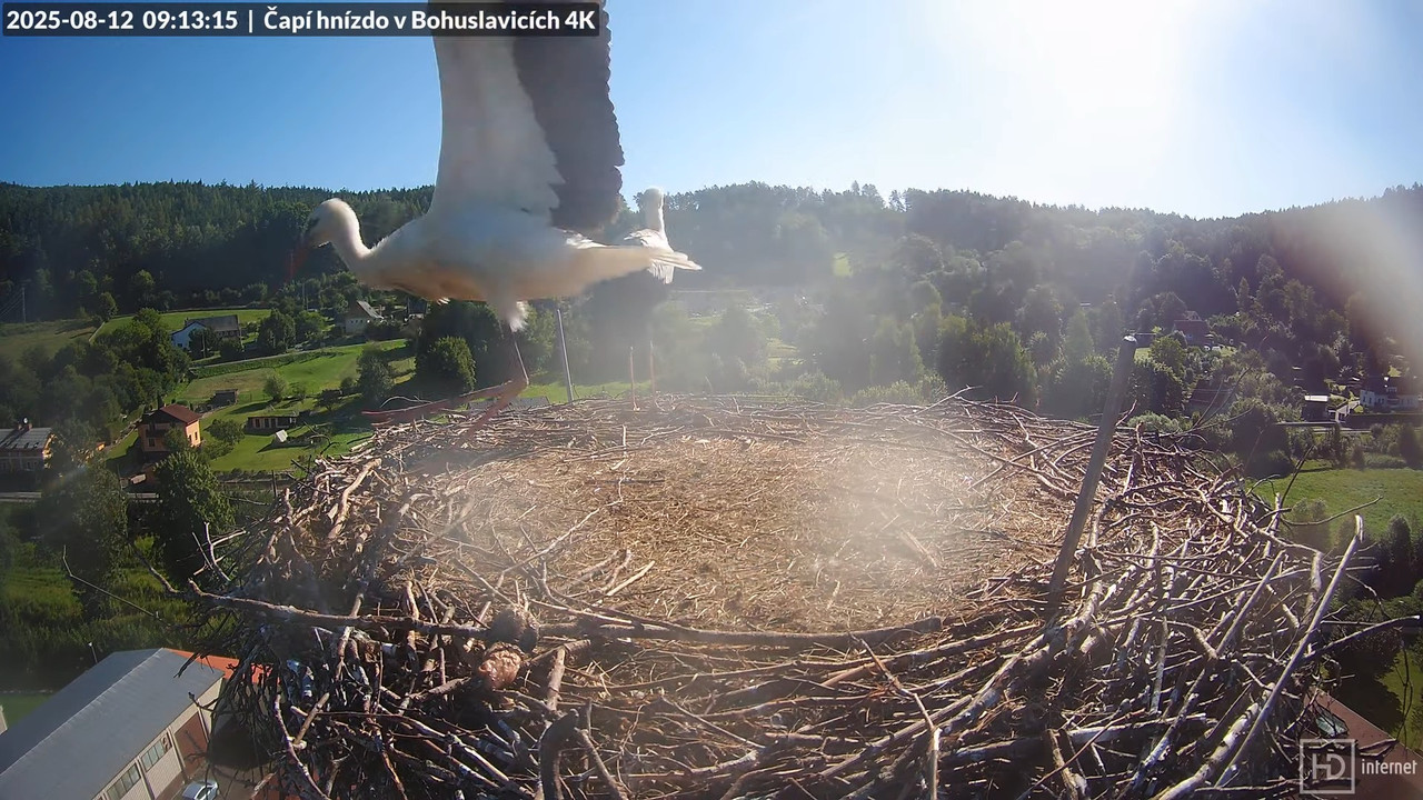 Živě z čapího komína firmy KARA v Bohuslavicích u Trutnova 13-31-47 screenshot