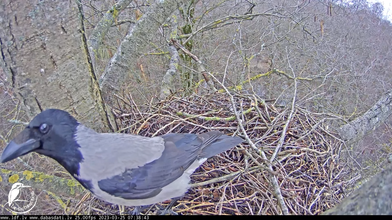 Vistu vanags (Accipiter gentilis) Rīgā - LDF tiešraide __ Goshawks, Riga, Latvia 8-24-13 screenshot