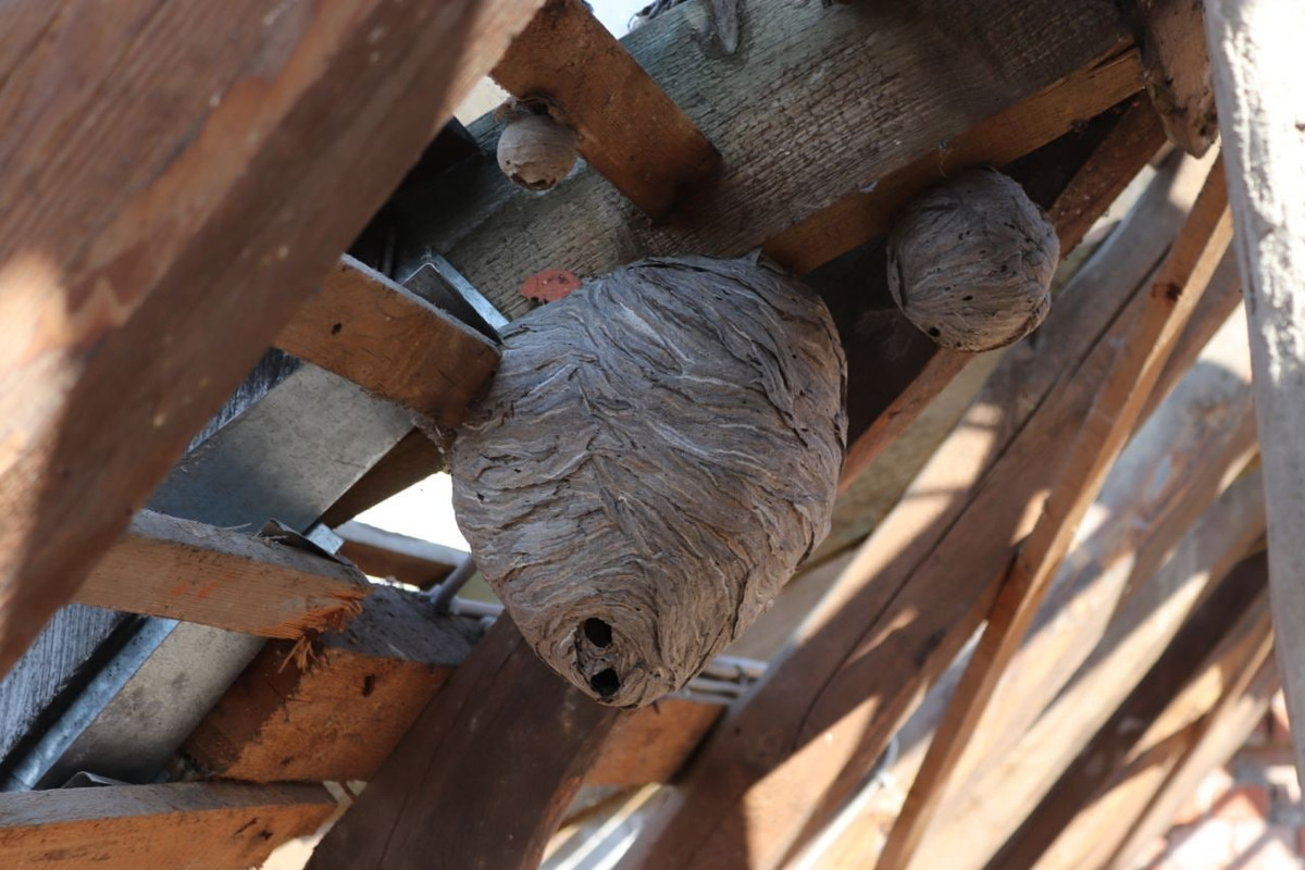 D1CE2889-513D-46F8-9FD2-1303F91CAC10