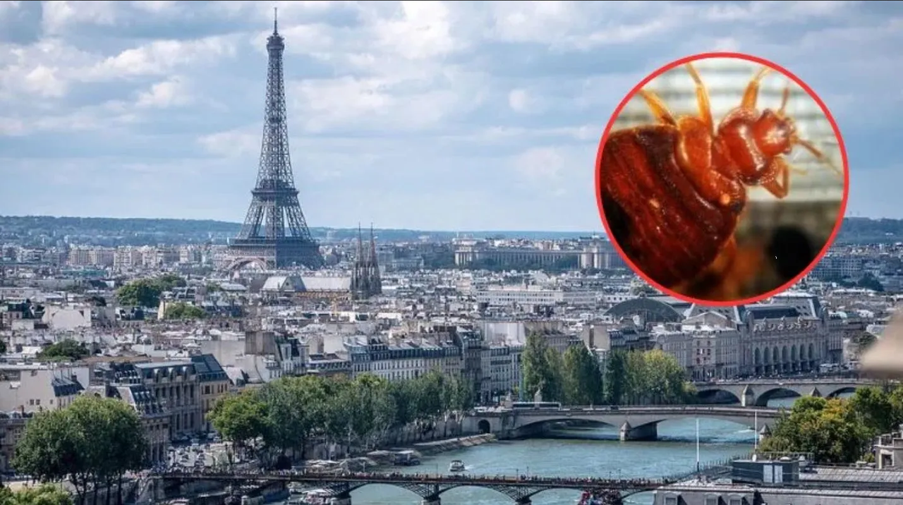 Gobierno de Francia despliega perros rastreadores para encontrar chinches