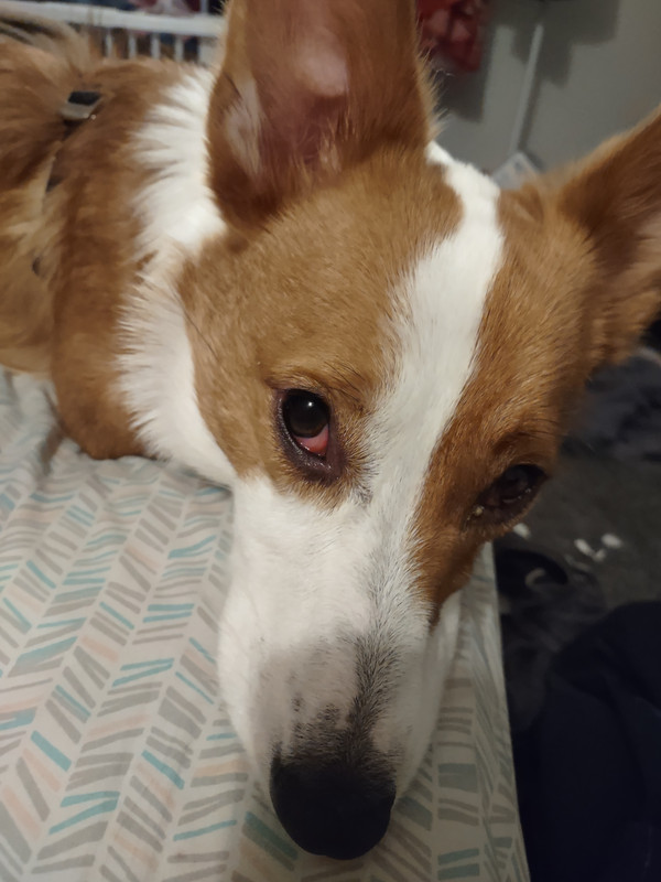 Dog has really red eyes and lots of eye boogers r/DogAdvice