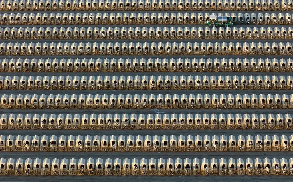 factory-farm