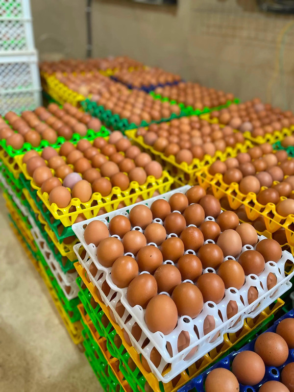 Medium-size farm-fresh Isinya eggs in a tray, collected daily at Isinya Eggs Farm, Kisaju