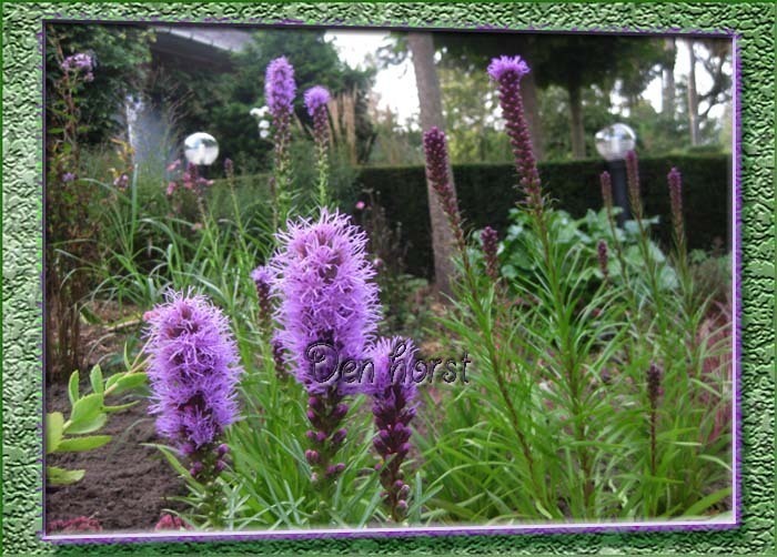 LIATRIS-LAMPEPOETSER