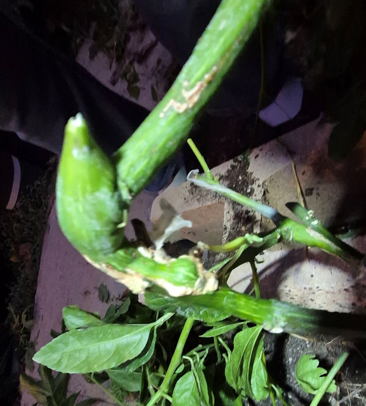Qinmi 9 g2