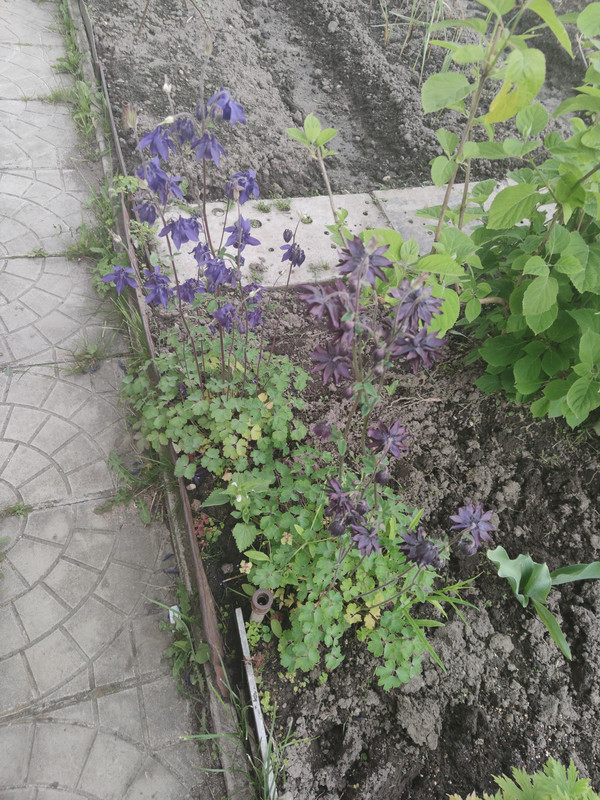 IMG-20220606-175258.jpg