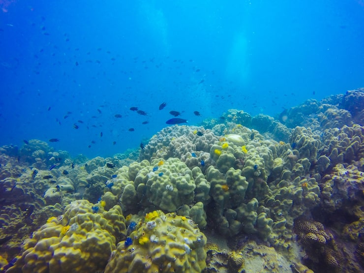 fish-lagoon-sunlight-exotic-animal-1253-
