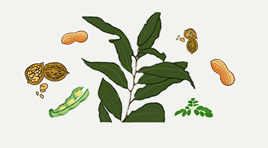 孤生作物:打破“注孤生”的「宝藏植物_2