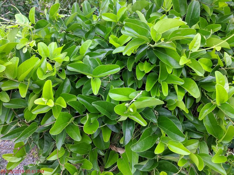 [Image: IMG-20190509-174059.jpg]