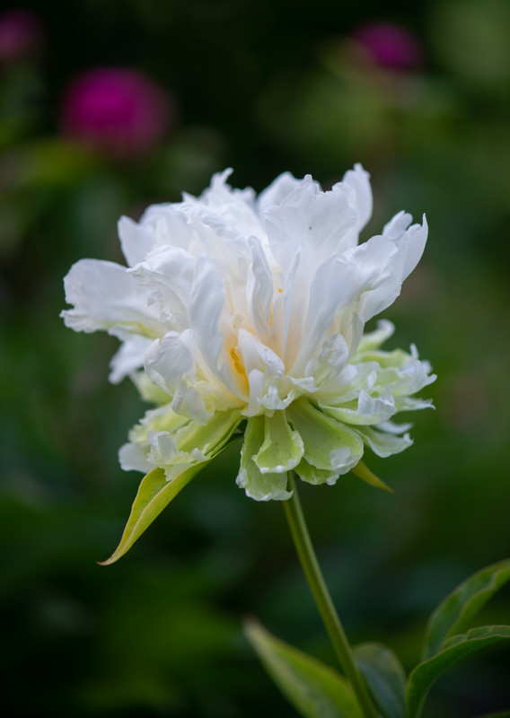 IMG-72514c71cc0ab385e72f4fe778024558-V