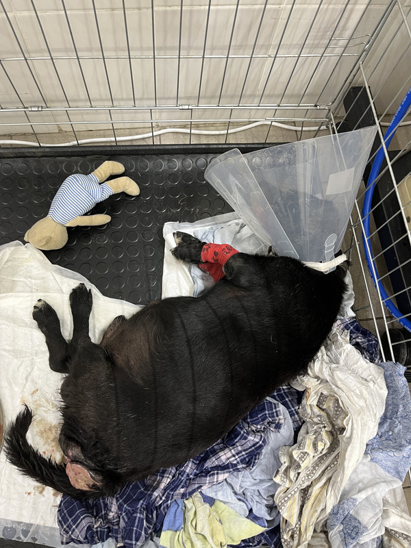 ACA50259-09EB-4203-B3EF-AA743F7ABBCB