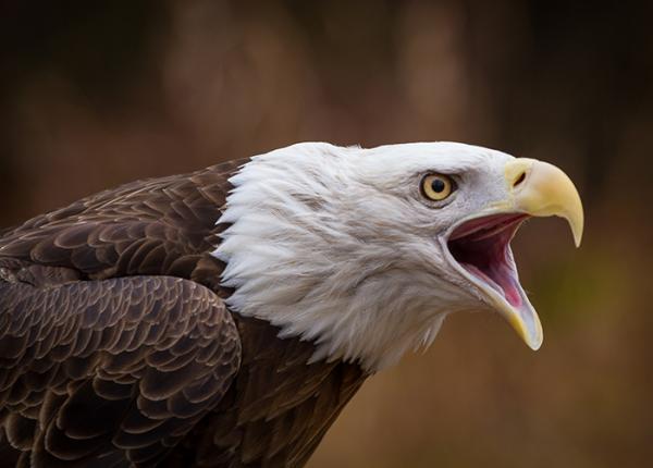 birds that look similar to bald eagles