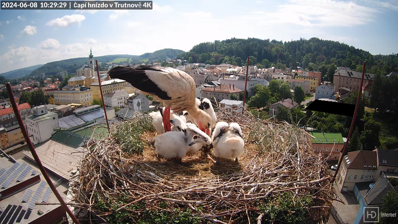 Tiešraidē no stārķa ligzdas uz alus darītavas skursteņa Trutnovā 13-57-34 screenshot