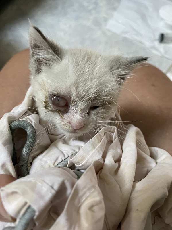 IMG-577b16210c6920754c89eba5d6cc453b-V