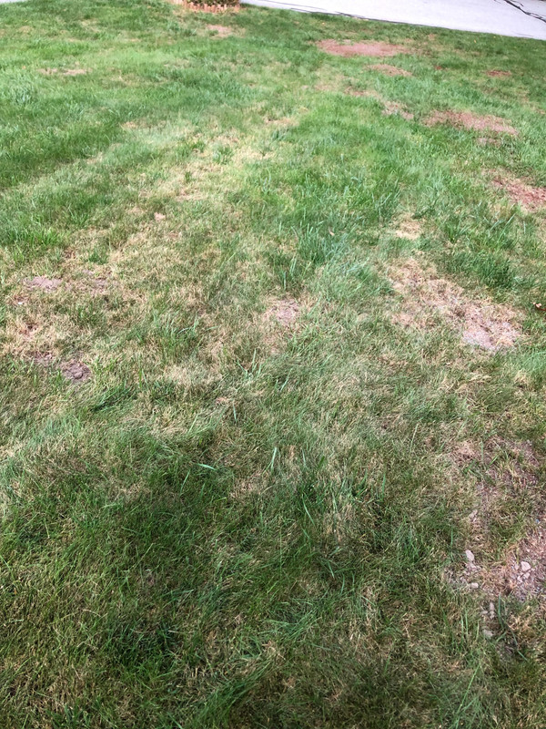 Removing dead grass Lawn Care Forum