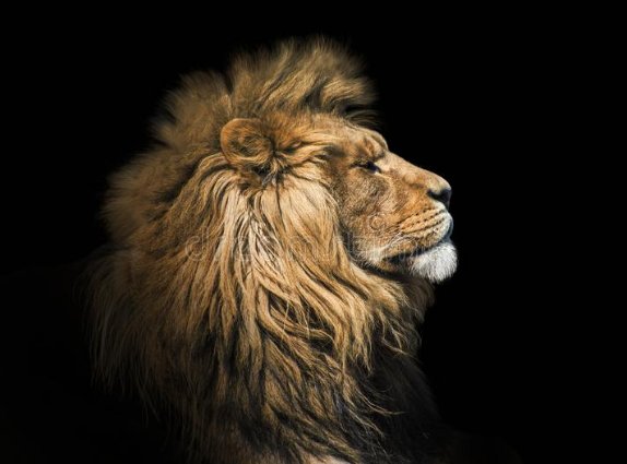 lion.jpg