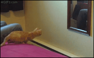 next-thread-cat.gif