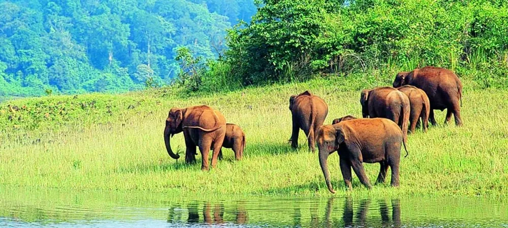 Thekkady: Spice Air and Elephant Trails