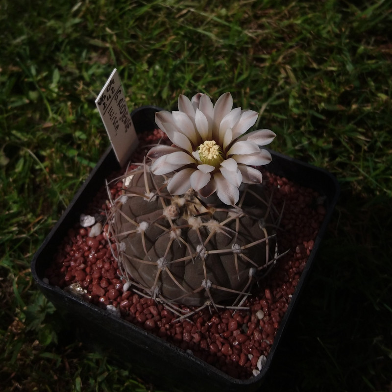 Gymnocalycium bodenbenderianum (riojense) VG 04-242 nr 6