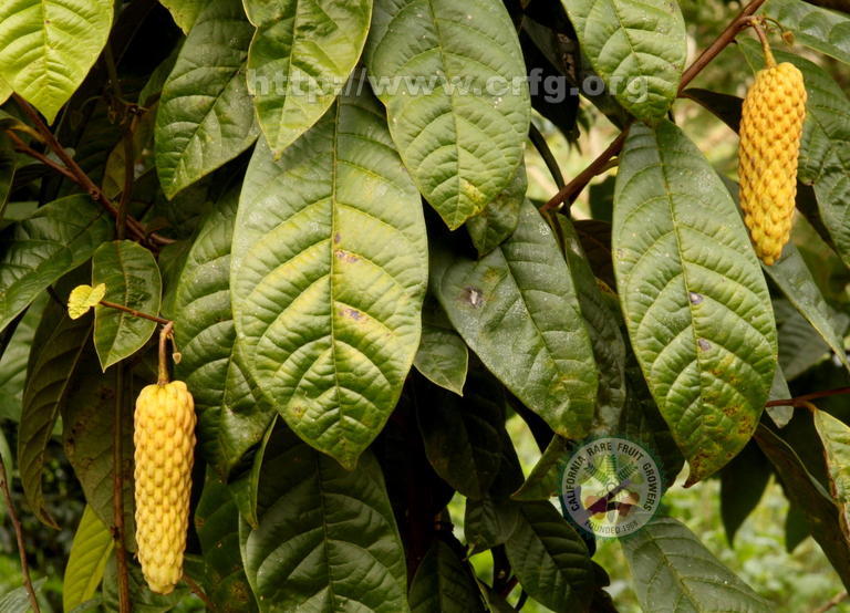 Annona conica-Raimondia
