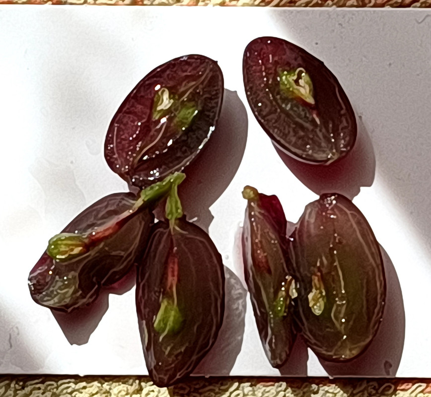 Кишмиш А17_20240812_142421