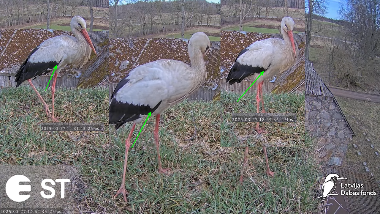 (8) Baltie stārķi (Ciconia ciconia) Tukuma novadā __ White storks in Tukums, Latvia - YouTube - 552_