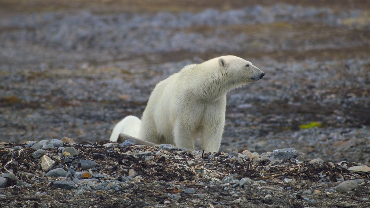 Bear Witness 2022 1080p WEB DL AAC x264 BluBeast