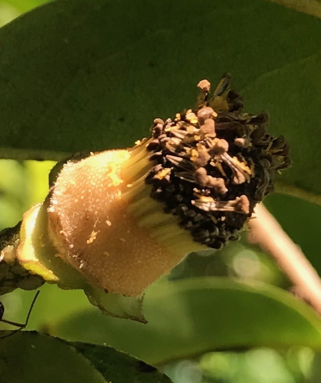 Guanabana Flowerb 112108