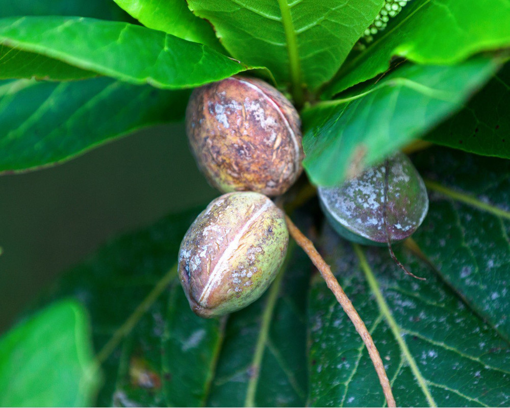 300 Pezzi (300 Grammi) 10-15 Cm – Foglie Di Mandorla Nautica - Foto 5