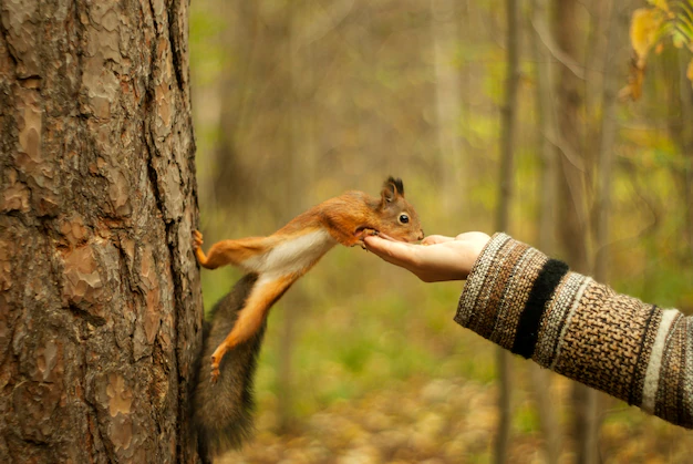 red-squirrel-autumn-park-eating-nuts-with-girl-s-hand-blurred-background-533998-1797.webp