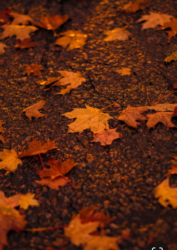 Screenshot_20231220_104522_Pinterest