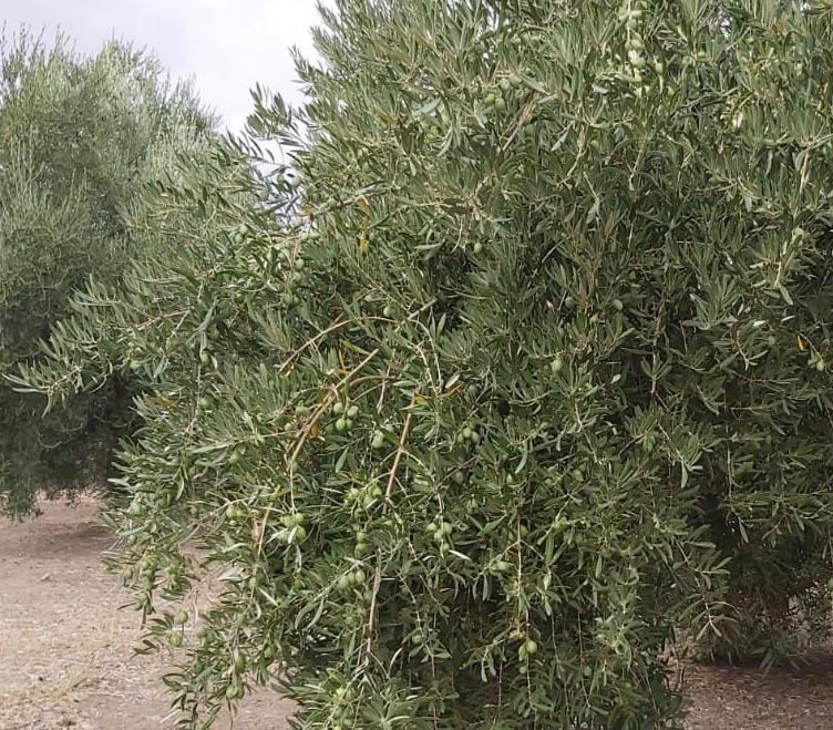 Seguimiento evolutivo finca de secano en Jaén - Página 3 PHOTO-2020-09-19-4