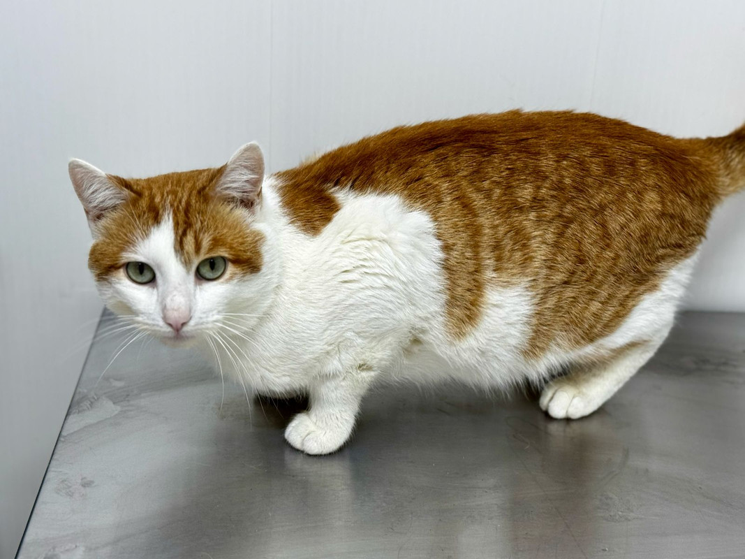 Изображение WhatsApp 2025-04-14 в 16.33.36_f0fbef2d