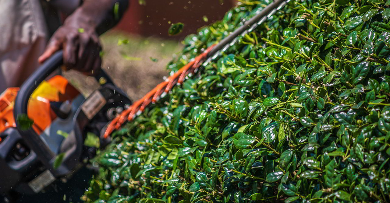 Giardinaggio: boom di vendite online per elettroseghe, motoseghe e potatori