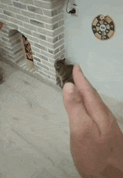 daily-gifdump-3394-21.gif