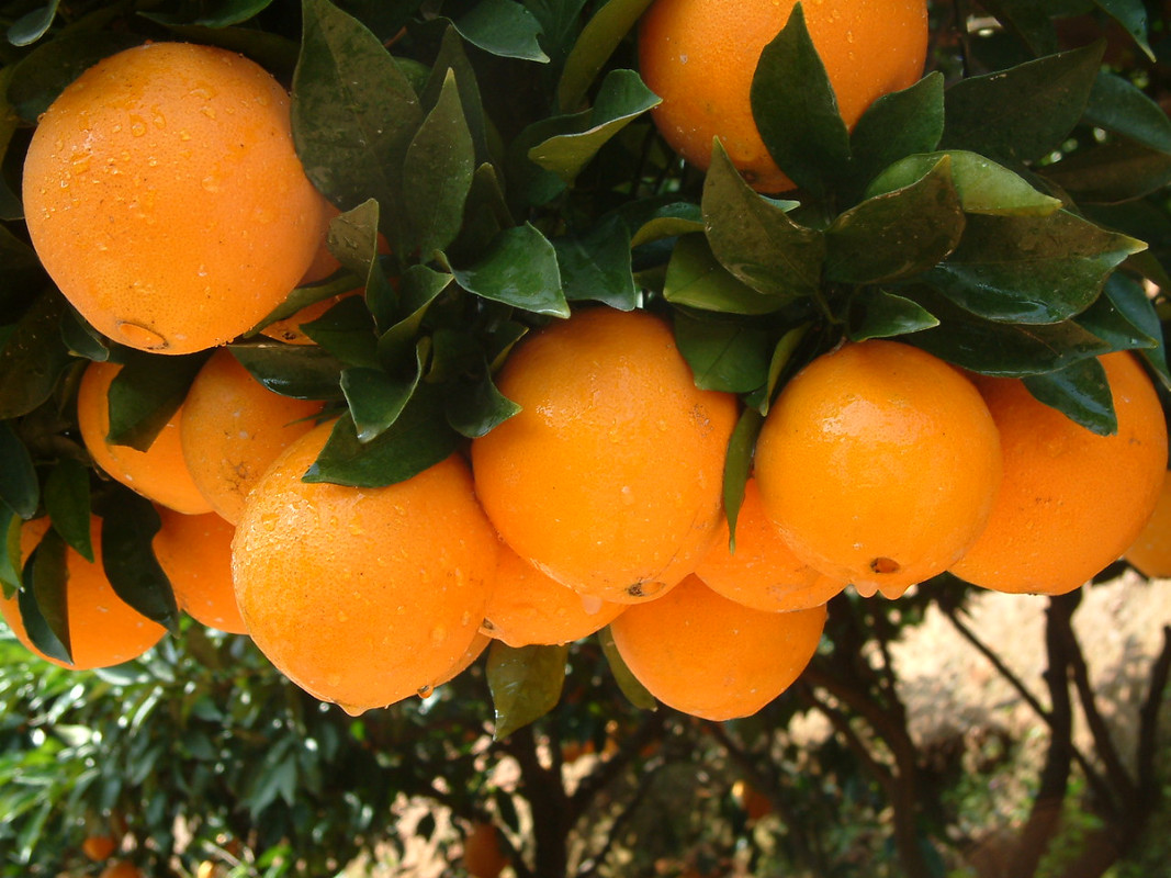 orange 5