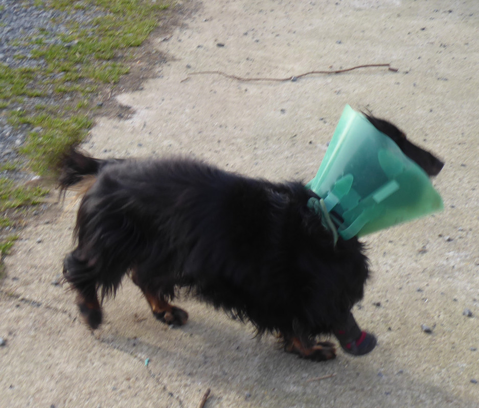 [Image: P1040673.jpg]