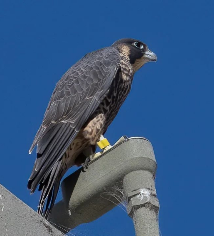 Screenshot 2022-06-21 at 05-06-42 Moon Rabbit Rising (@moon_rabbit_rising) • Instagram photos and vi