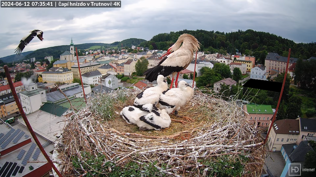Tiešraidē no stārķa ligzdas uz alus darītavas skursteņa Trutnovā 9-2-51 screenshot (1)