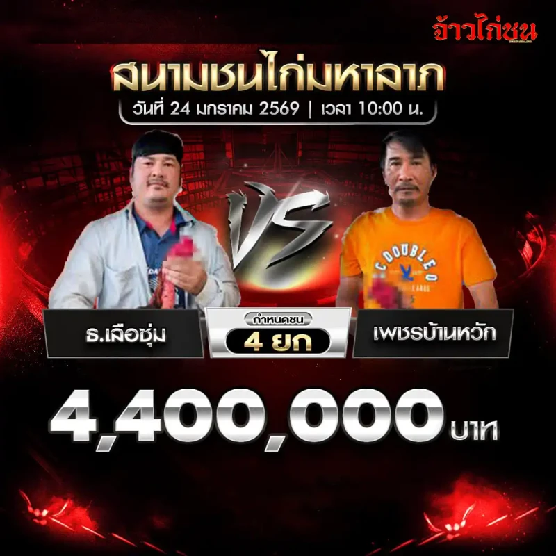 โปรแกรมไก่ชน คู่เด่น ธ.เฮือซุ่ม พบ เพชรบ้านหวัก สนามชนไก่มหาลาภ 24 มกราคม 2569