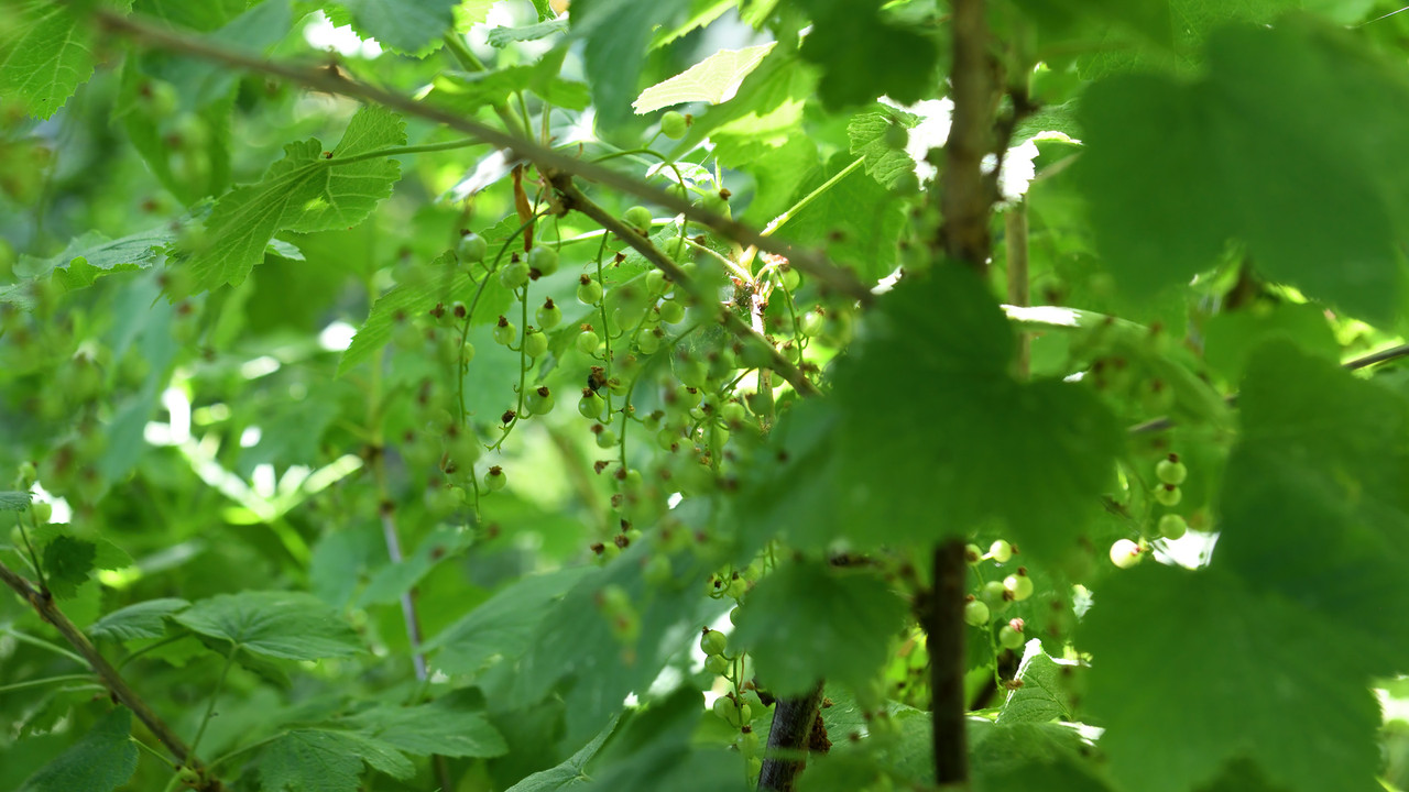 09.13 - 850_6314 HD (Konfiturek)