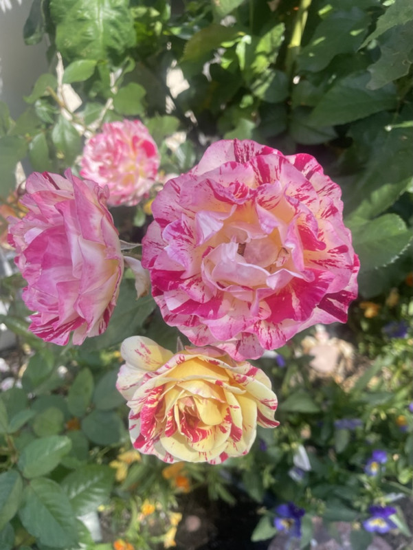 BEB6B9DF-A739-4E6E-A3F7-3531296C8221_1_105_c