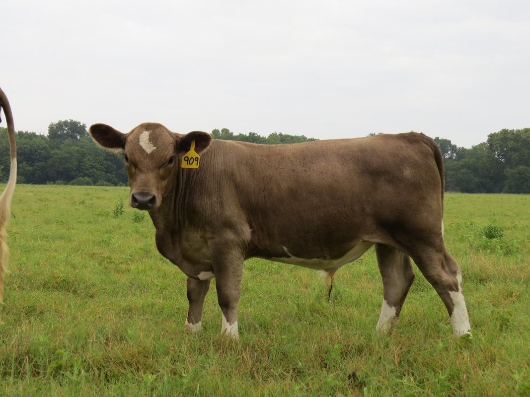 909 Bull (4.5 months)