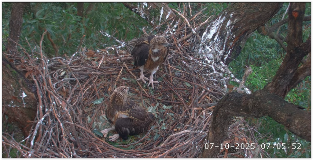 Screen Shot 10-06-25 at 10.16 PM