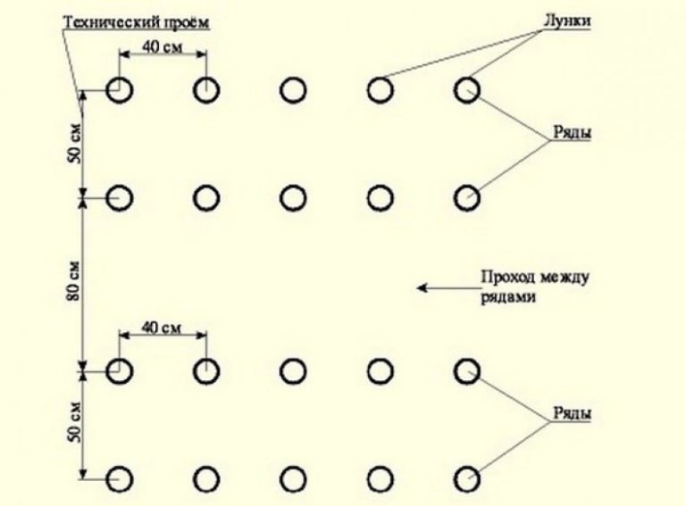 https://i.postimg.cc/8zVbGDVS/shema-i-pravila-posadki-tomatov-v-teplice-8.jpg