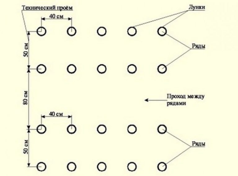 https://i.postimg.cc/8zVbGDVS/shema-i-pravila-posadki-tomatov-v-teplice-8.jpg