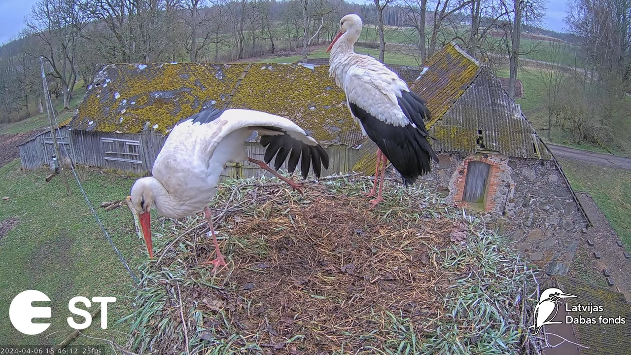 Baltie stārķi (Ciconia ciconia) Tukuma novadā - LDF tiešraide __ White storks in Tukums, Latvia 12-5