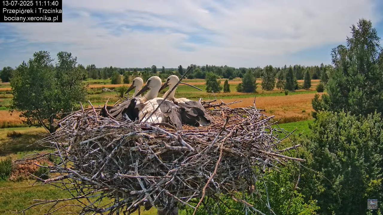 13072025bociany25