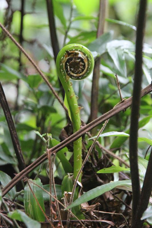 DIA 10: RIO CELESTE - DE TORTUGAS Y PEREZOSOS. COSTA RICA 2019 (22)